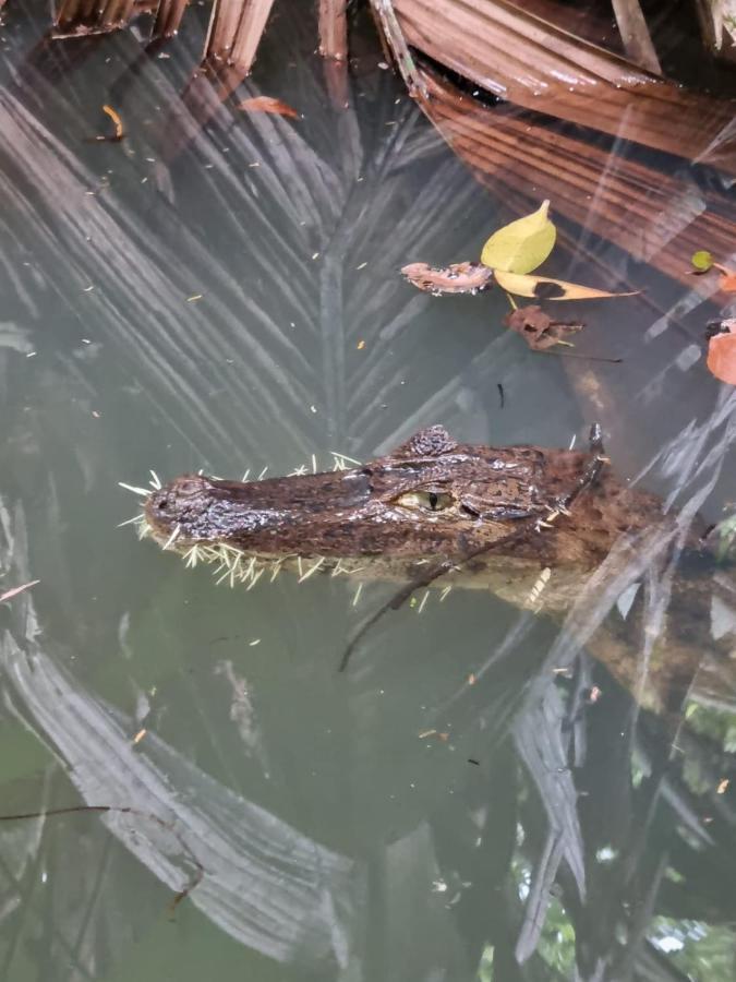 Tortuguero Villas Eksteriør billede