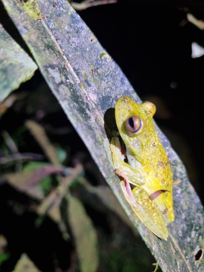 Tortuguero Villas Eksteriør billede