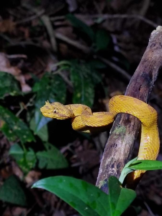 Tortuguero Villas Eksteriør billede