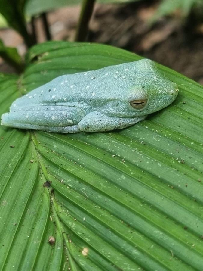 Tortuguero Villas Eksteriør billede
