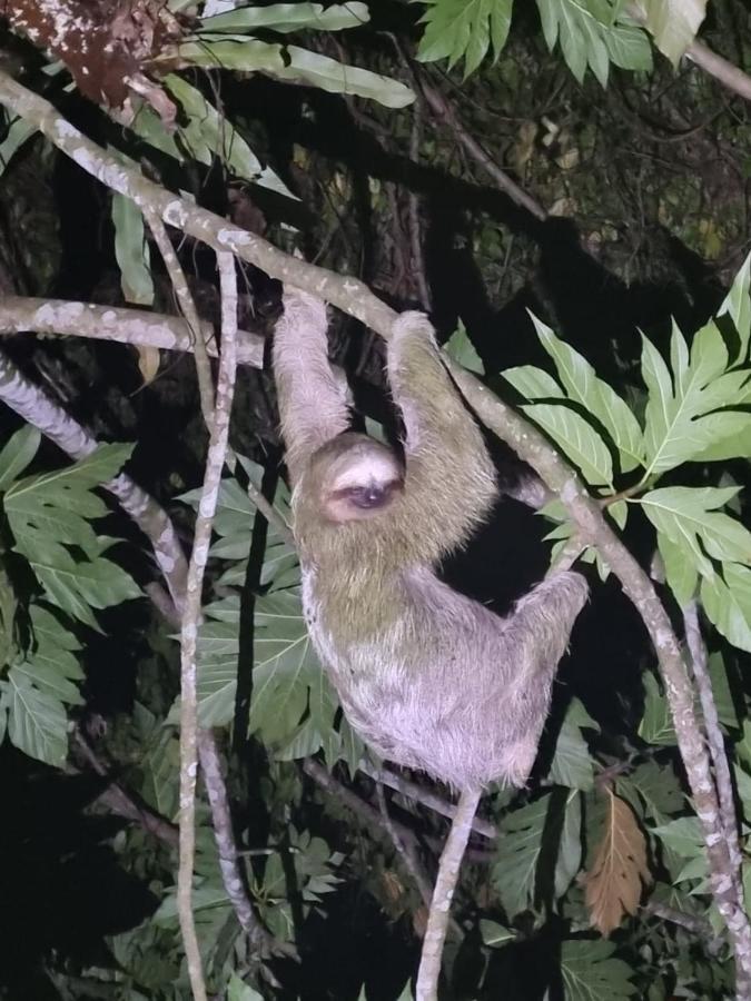 Tortuguero Villas Eksteriør billede