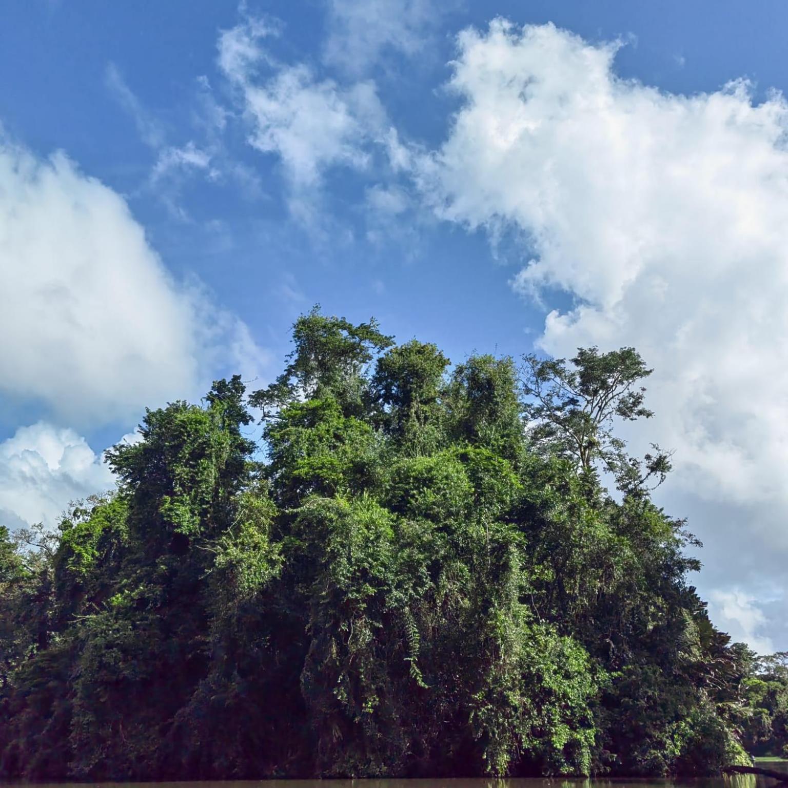 Tortuguero Villas Eksteriør billede